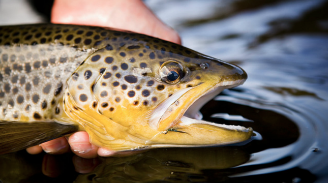 Fish Wild: The Plaice to Fish in Scotland