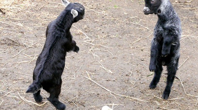 Dancing goats